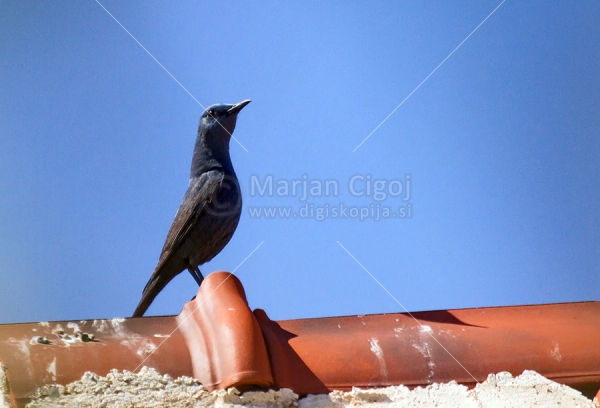 Klikni za ogled večje slike