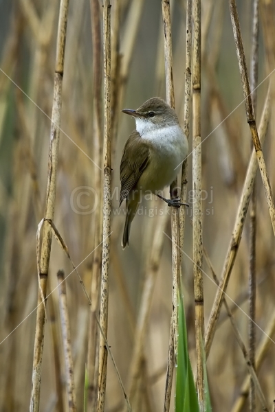 Klikni za ogled večje slike