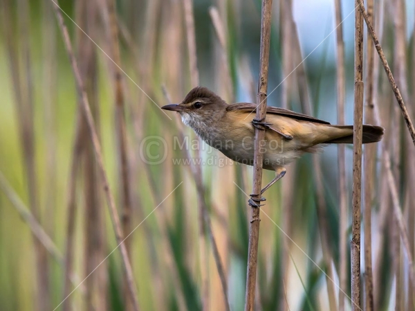 Klikni za ogled večje slike