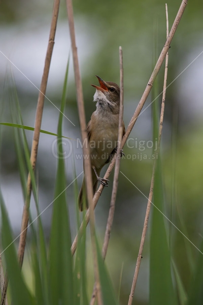 Klikni za ogled večje slike