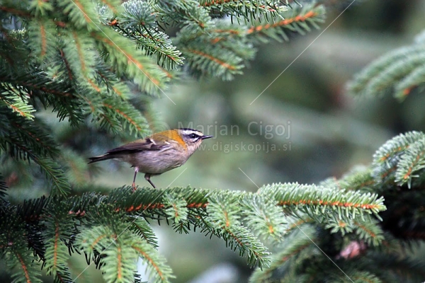 Klikni za ogled večje slike