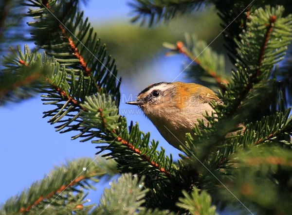Klikni za ogled večje slike