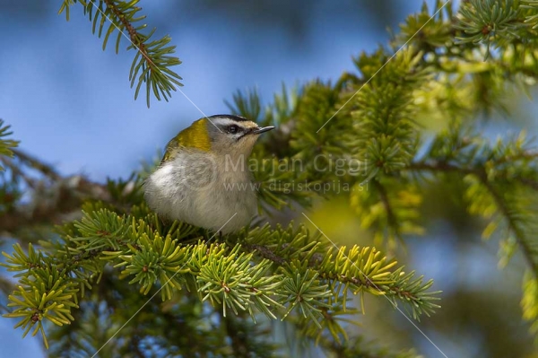 Klikni za ogled večje slike