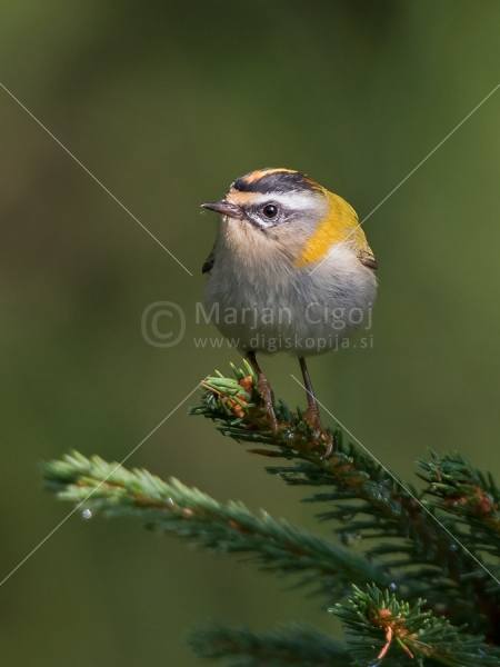 Klikni za ogled večje slike