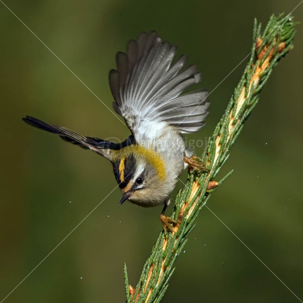 Klikni za ogled večje slike
