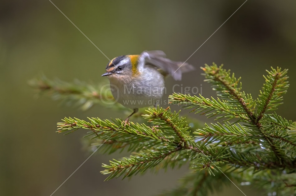 Klikni za ogled večje slike