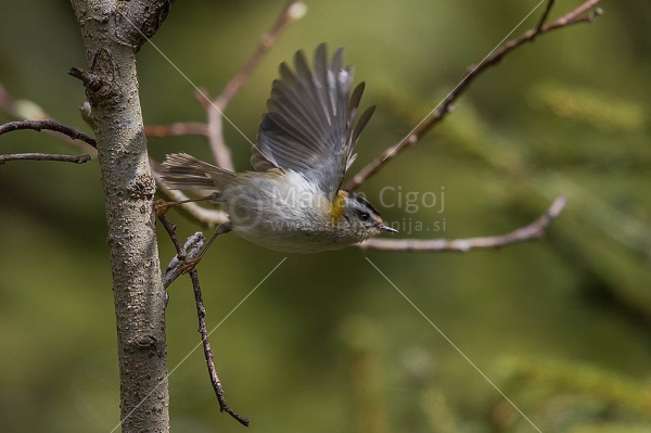 Klikni za ogled večje slike