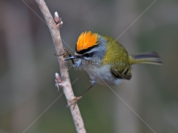 Klikni za ogled večje slike