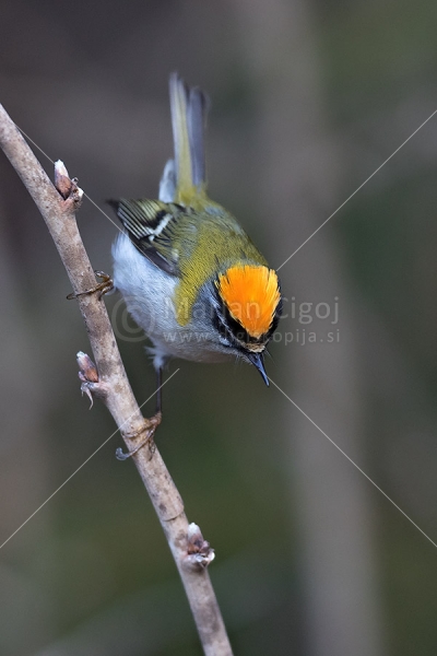 Klikni za ogled večje slike