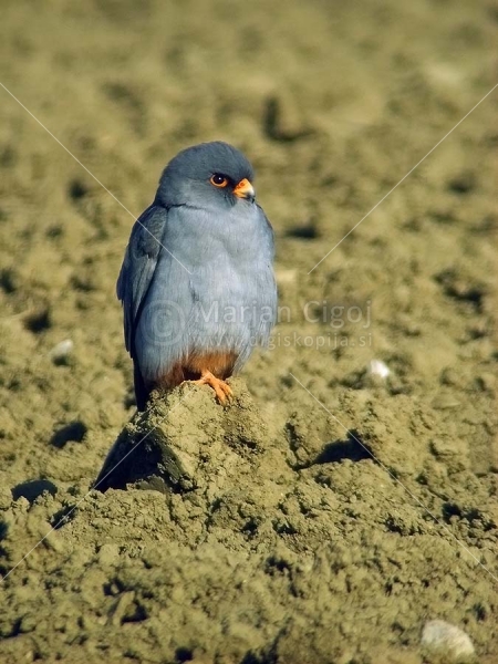 Klikni za ogled večje slike