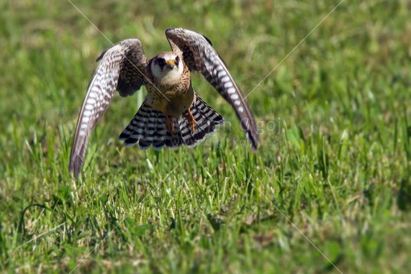 Klikni za ogled večje slike