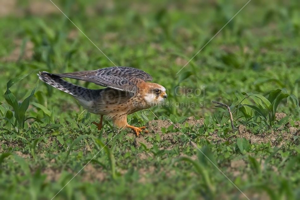 Klikni za ogled večje slike