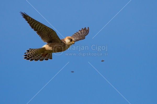 Klikni za ogled večje slike