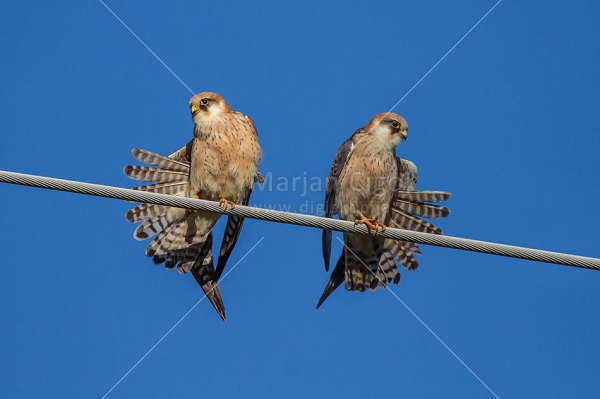 Klikni za ogled večje slike