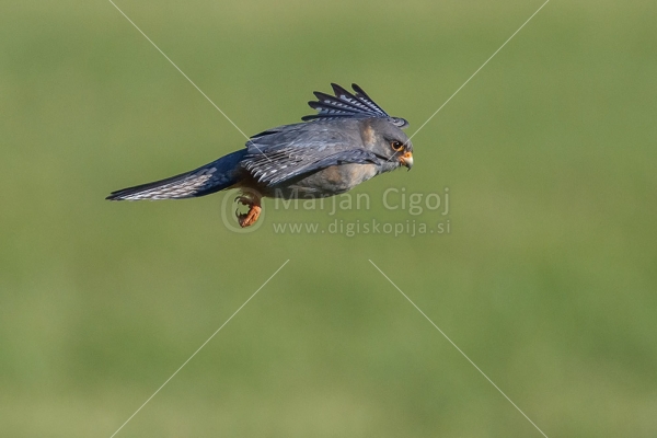 Klikni za ogled večje slike