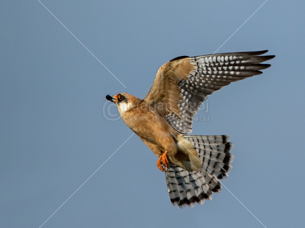 Klikni za ogled večje slike