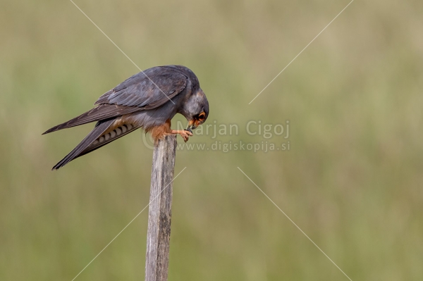 Klikni za ogled večje slike