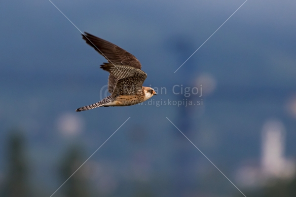 Klikni za ogled večje slike