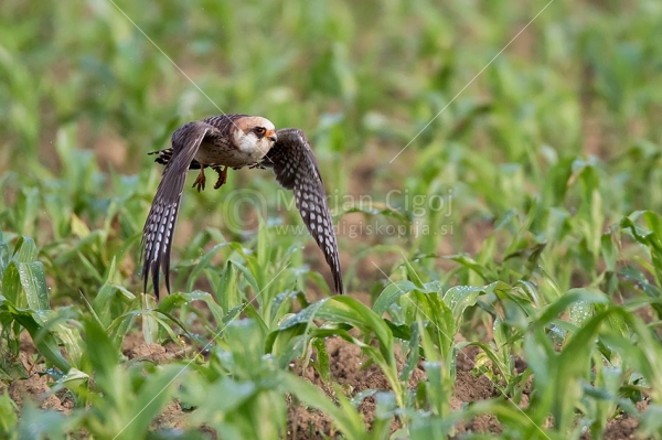 Klikni za ogled večje slike
