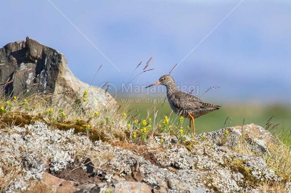 Klikni za ogled večje slike