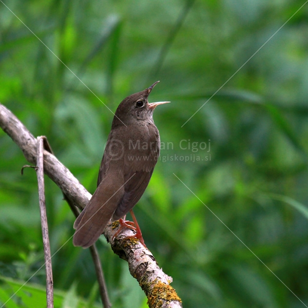 Klikni za ogled večje slike