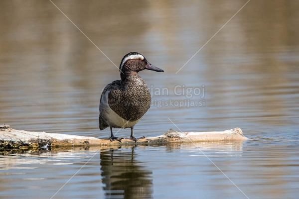Klikni za ogled večje slike