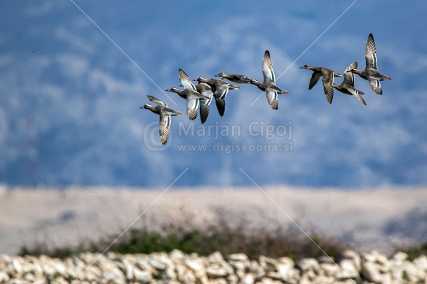 Klikni za ogled večje slike