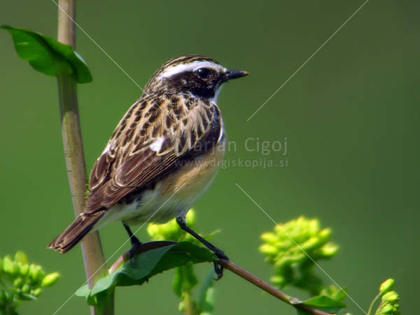 Klikni za ogled večje slike