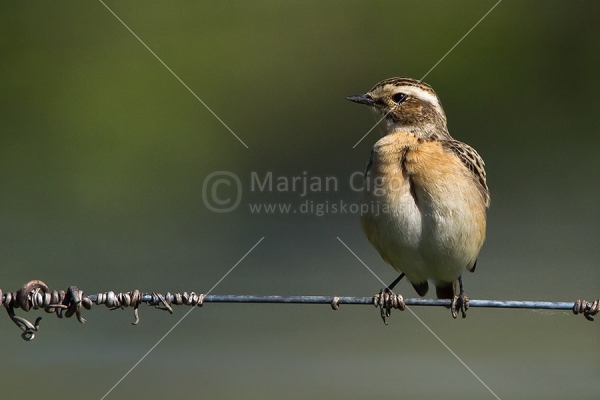 Klikni za ogled večje slike