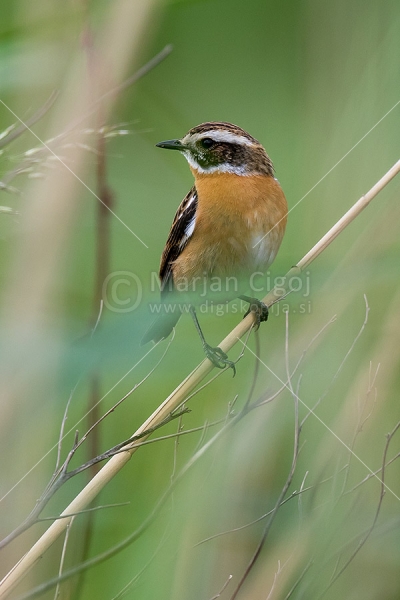 Klikni za ogled večje slike