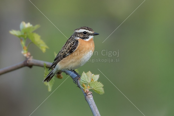 Klikni za ogled večje slike
