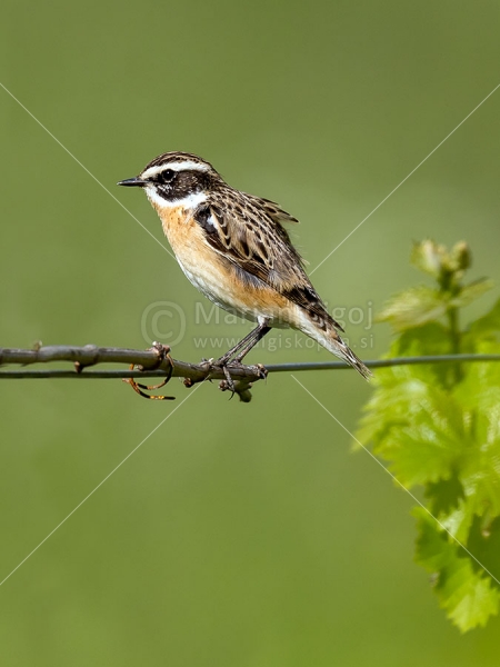 Klikni za ogled večje slike