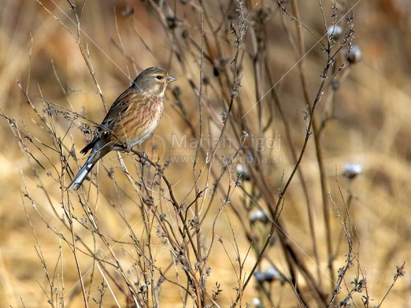 Klikni za ogled večje slike