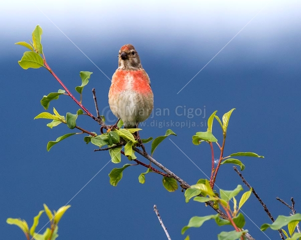 Klikni za ogled večje slike