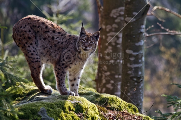 Klikni za ogled večje slike