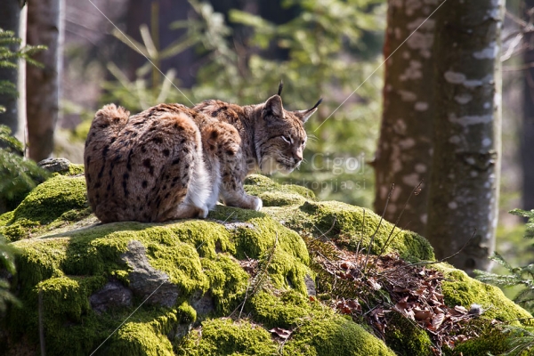 Klikni za ogled večje slike