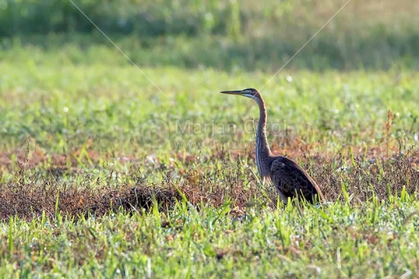 Klikni za ogled večje slike