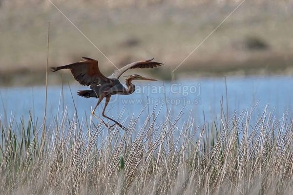 Klikni za ogled večje slike