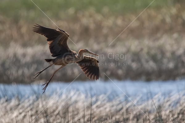 Klikni za ogled večje slike