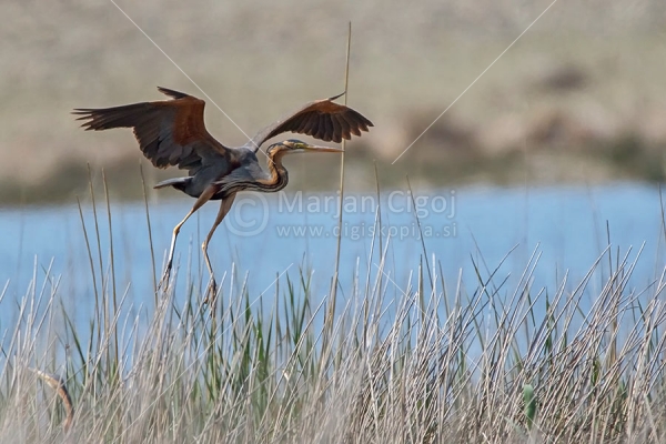 Klikni za ogled večje slike