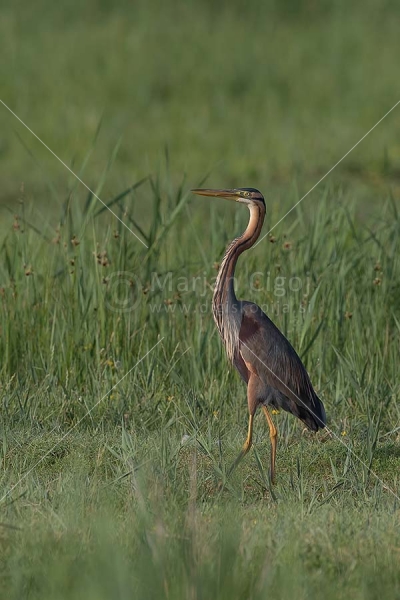 Klikni za ogled večje slike