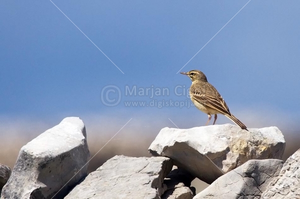 Klikni za ogled večje slike