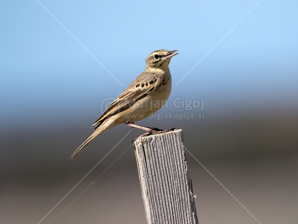 Klikni za ogled večje slike