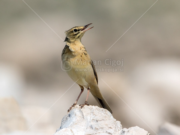 Klikni za ogled večje slike