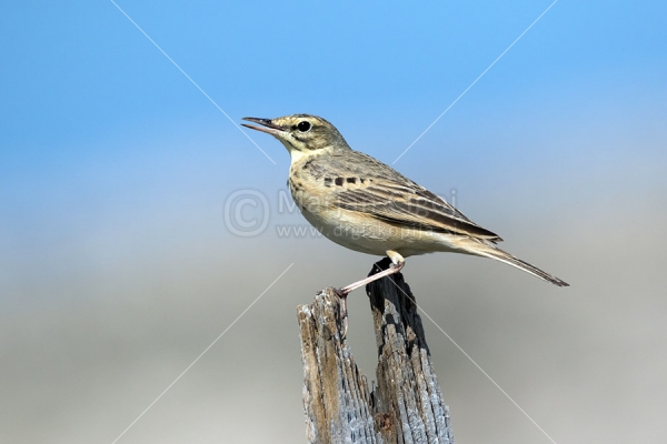 Klikni za ogled večje slike