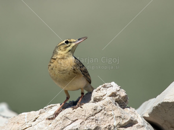 Klikni za ogled večje slike