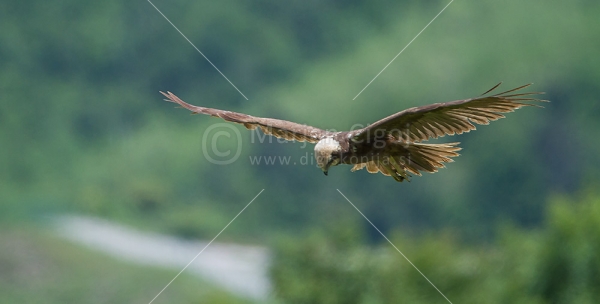 Klikni za ogled večje slike