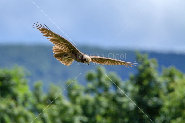 Klikni za ogled večje slike