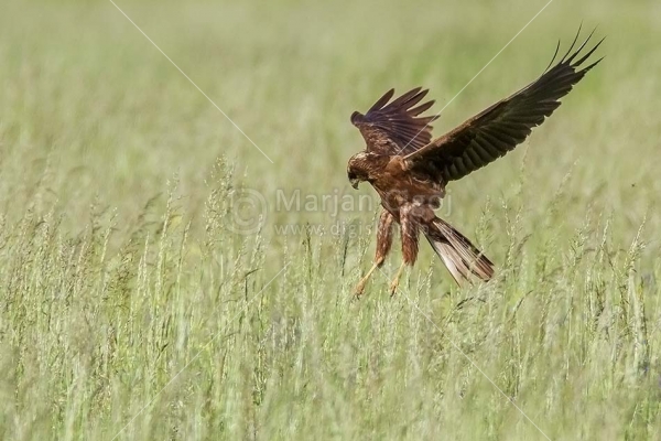Klikni za ogled večje slike