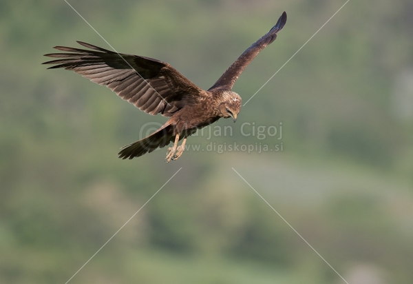 Klikni za ogled večje slike